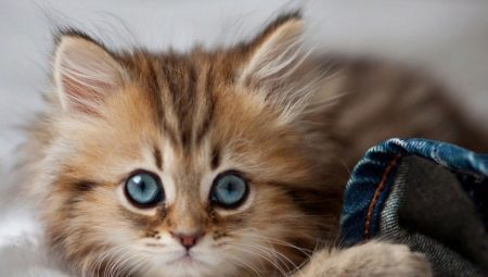 A kitten eats litter for the toilet: how harmful is it and what to do in such a situation?