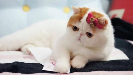 Snoopy cats: what breed is it and the reasons for their popularity