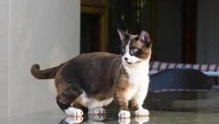 Munchkin: description of the breed of cats, types and content