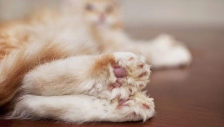 Maine Coons polydactic: features and rules of content