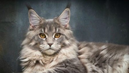 Maine Coon mestizo: features, varieties and recommendations for content