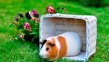 Guinea pigs: feeding and caring at home