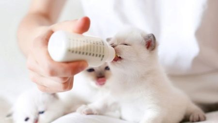 Can I feed a kitten with baby food?