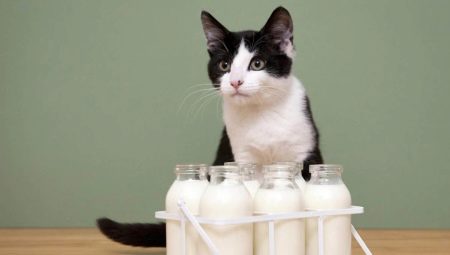Can cats be milked and what are the restrictions?