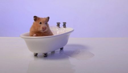 Is it okay to bathe hamsters and how to do it right?