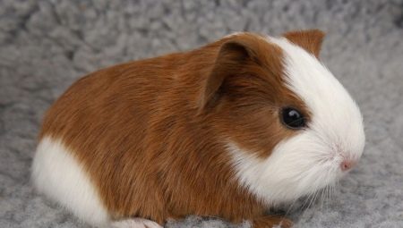Can guinea pigs be bathed and how to do it correctly?