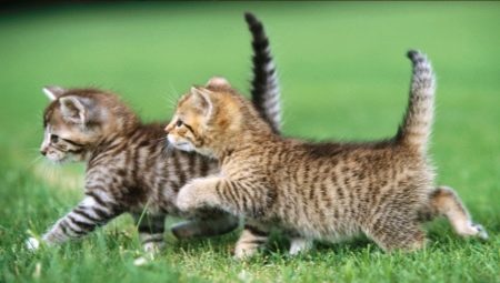 Soft food for kittens: rating of producers and selection rules