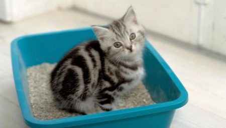 Cat litter fillers: varieties and subtleties of use