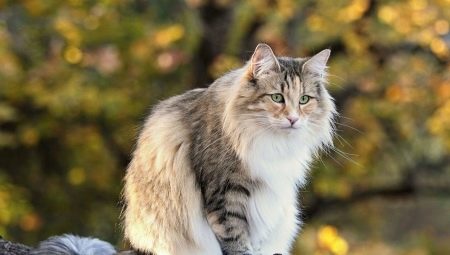 Norwegian forest cat: description, maintenance and breeding