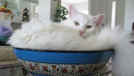 Review of white cats of the Turkish Angora breed