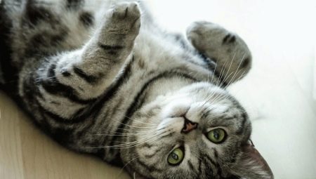 The color of the British cat Whiskas: features of color and subtleties of care