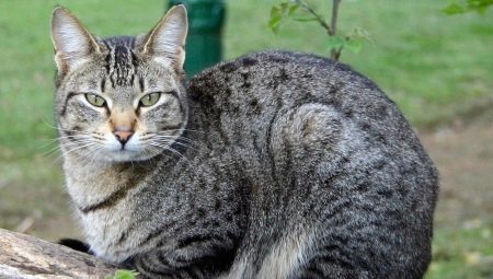 Color, maintenance and feeding of mongrel cats and cats