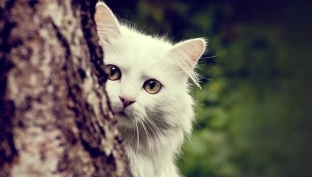 Description of Angora cats, their features of keeping and feeding
