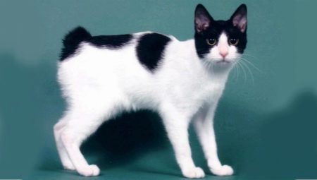 Description, nature, alimentation et élevage des chats Bobtail japonais
