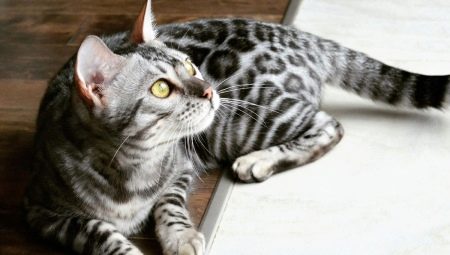 Description and rules for keeping bengal gray cats