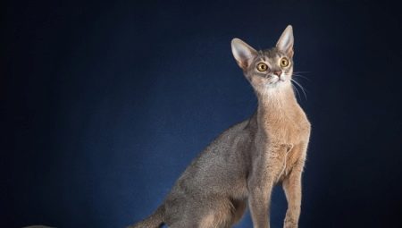 Description and maintenance of blue Abyssinian cats