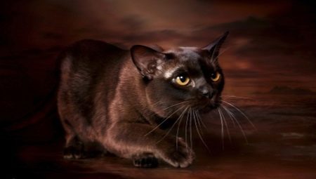 Description and maintenance of chocolate Burmese cats