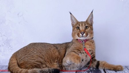 Description and maintenance of cats of the Karaket breed