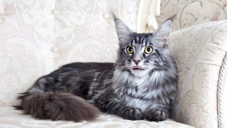 Description and content of gray Maine Coons