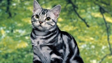 Description des races de chats américains et de leur contenu