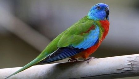 Description des espèces de perroquets d'herbe et des règles pour leur entretien