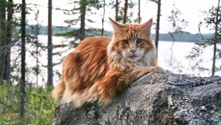 Main colors of Maine Coons