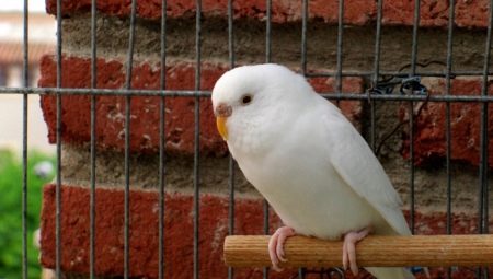 Features of white budgies