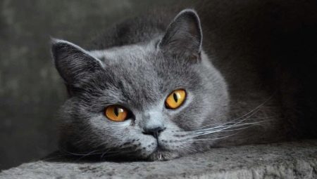 Features of the character of British cats
