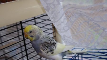 Features of molt in budgies