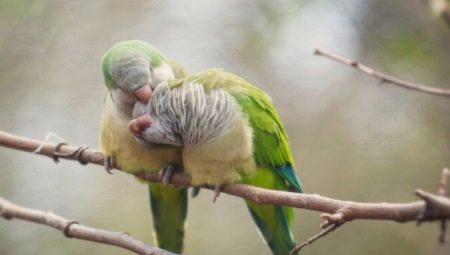 Features of Quaker parrots