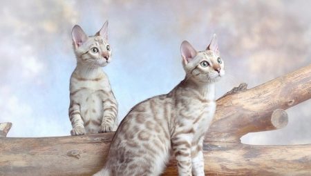 Χαρακτηριστικά των γατών Snow Bengal