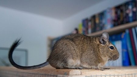 Features of keeping degus at home