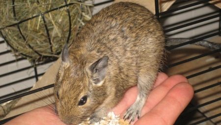 Features of choosing a degu cage
