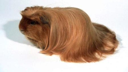 Peruvian guinea pigs: breed description and care features