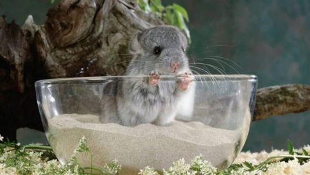 Chinchilla bathing sand: how to choose and use?