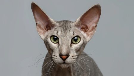 Peterbald: description of the breed of cats, nature and content
