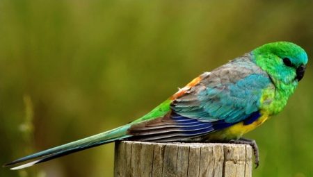 Perroquets chanteurs: description, règles de garde et d'élevage
