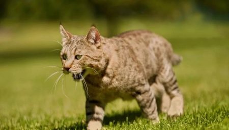 Pixiebob: features of the breed of cats and their conditions