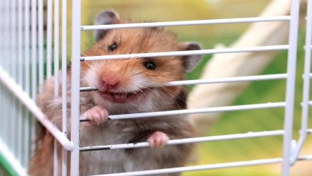 Why does a hamster chew on a cage and how to wean him?