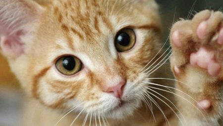 Why do cats trample us with their paws?