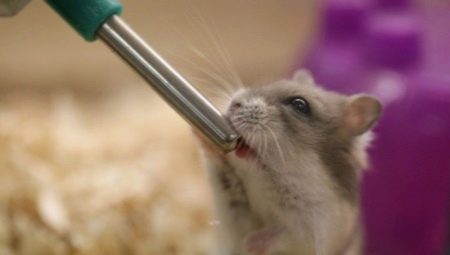 Drinking bowls for a hamster: types, installation and manufacture