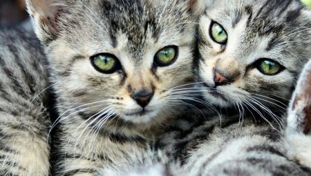 Таби котки: характеристики, породи, избор и грижи