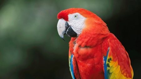 Macaw parrot: types, rules of keeping and breeding