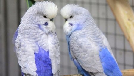 Parrot Czech : particularités et règles de soins