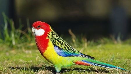Rosella parrot: description, types, rules of maintenance