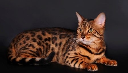 Breeds of cats and brindle cats and their content