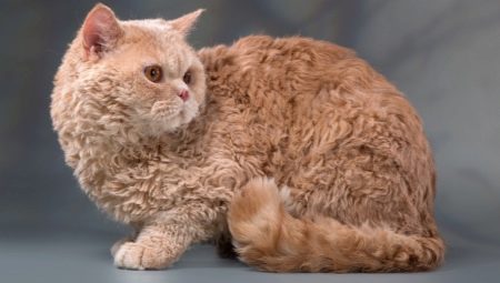Breeds of curly cats and conditions of their keeping