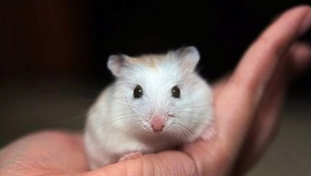 Breeds of small hamsters and features of caring for them