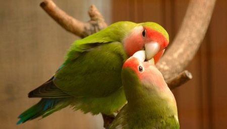 Règles pour garder les perroquets tourtereaux