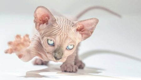 Life expectancy of Sphynx cats and ways to extend it
